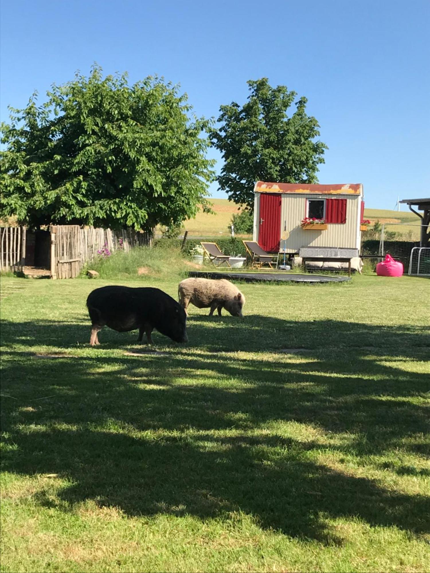 Landhof Lieg - Tierische Auszeit In Unseren Gemuetlichen Ferienwohnungen المظهر الخارجي الصورة