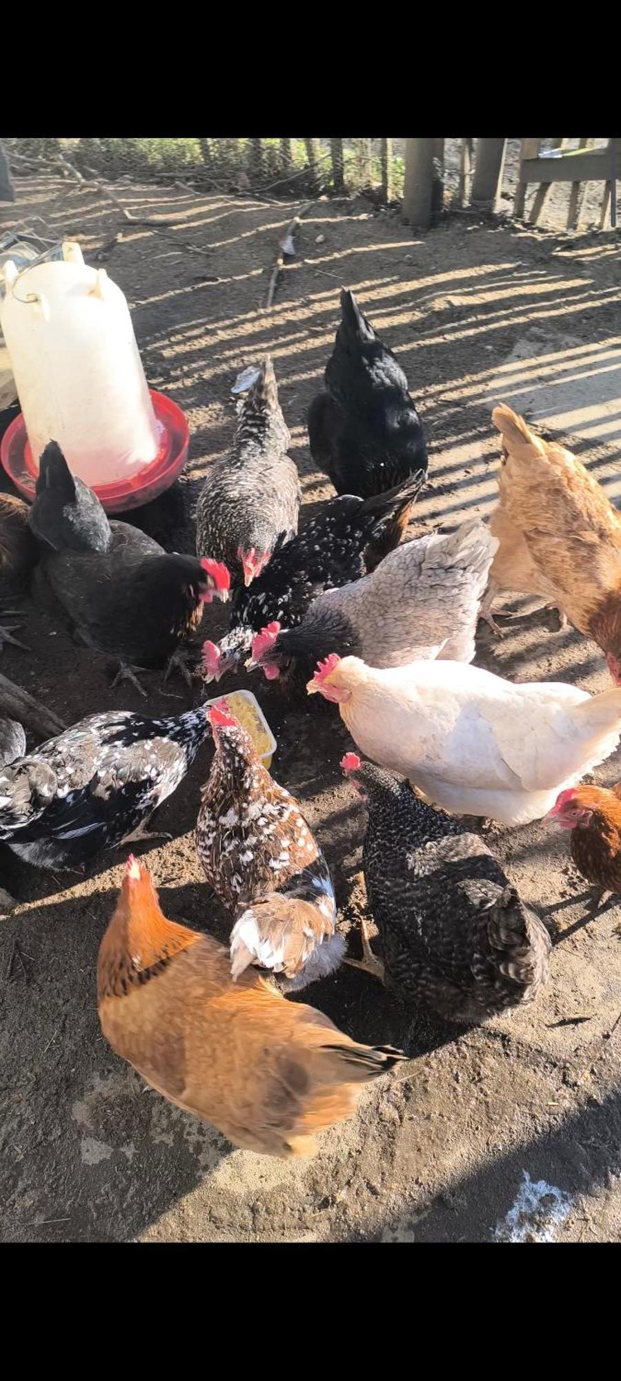 Landhof Lieg - Tierische Auszeit In Unseren Gemuetlichen Ferienwohnungen المظهر الخارجي الصورة